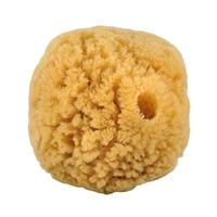 Croll og Denecke, Natursvamp 10-12 cm